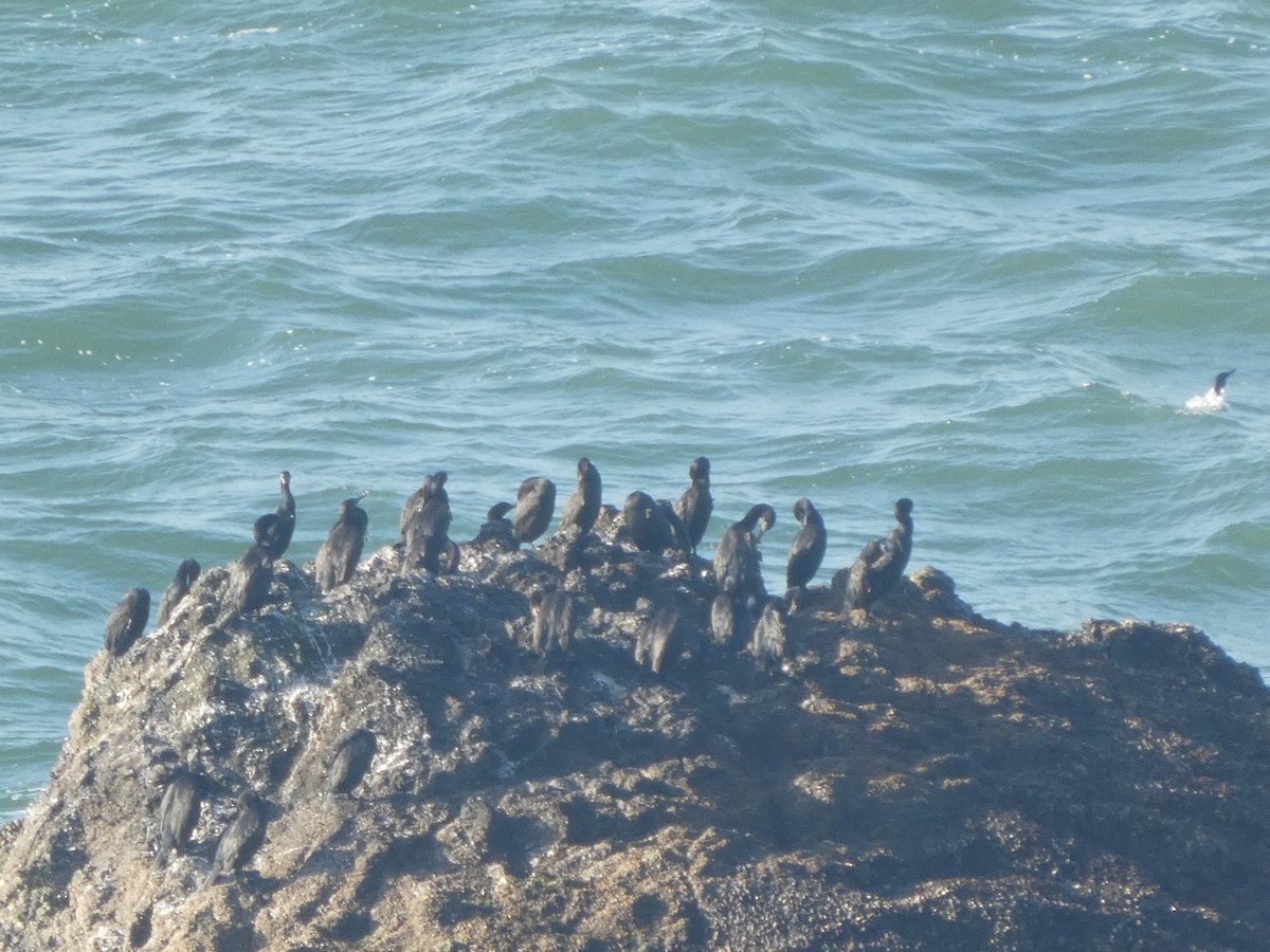 Cormorán Sargento - ML646117991