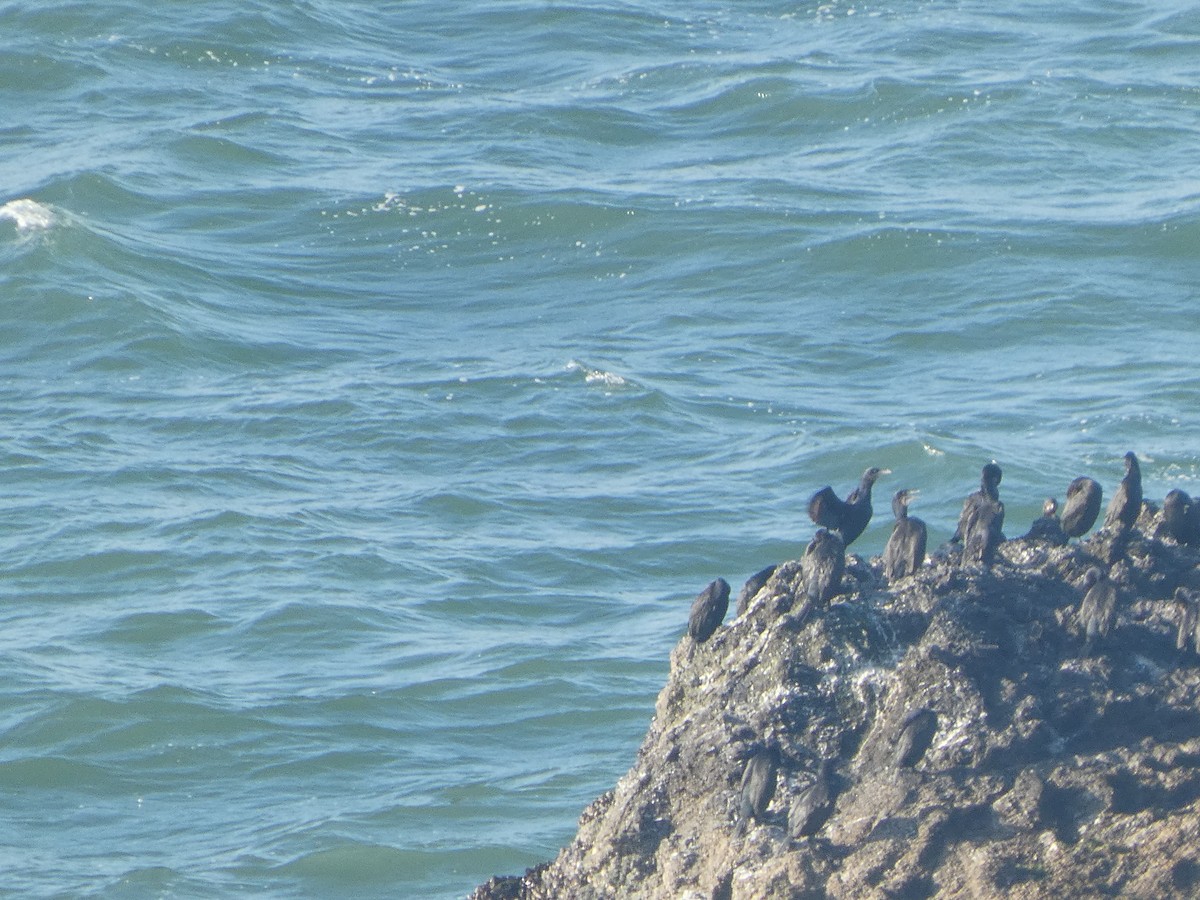 Cormorán Sargento - ML646117992