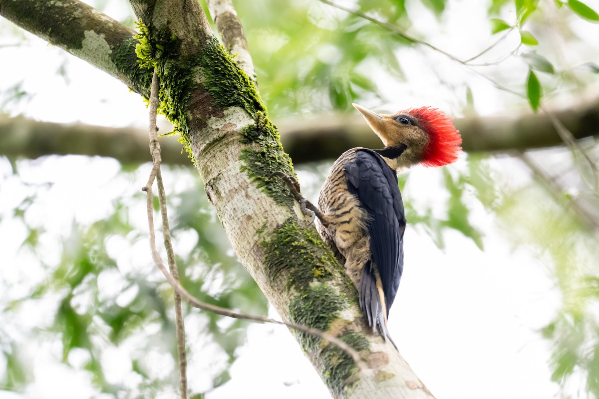 Pic casqué - ML646117995