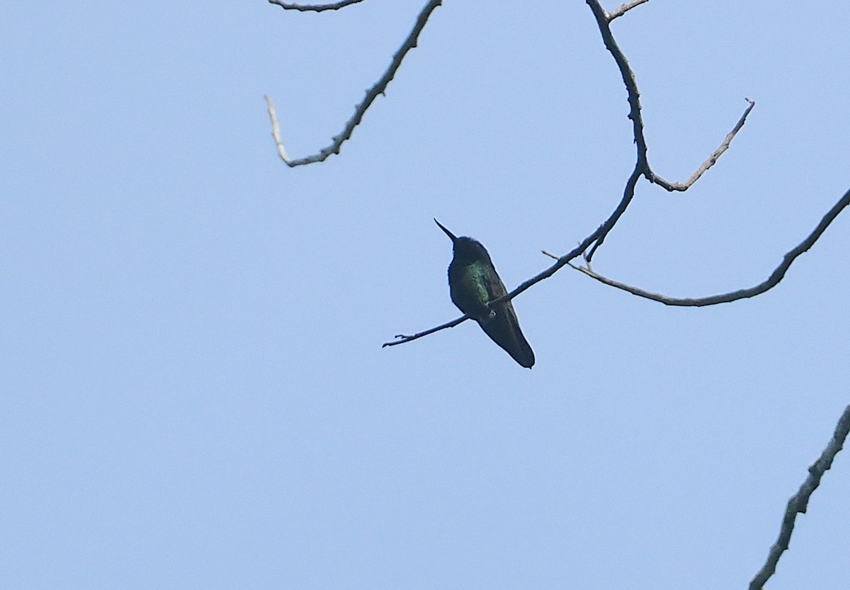 Mango Picolezna - ML646117996