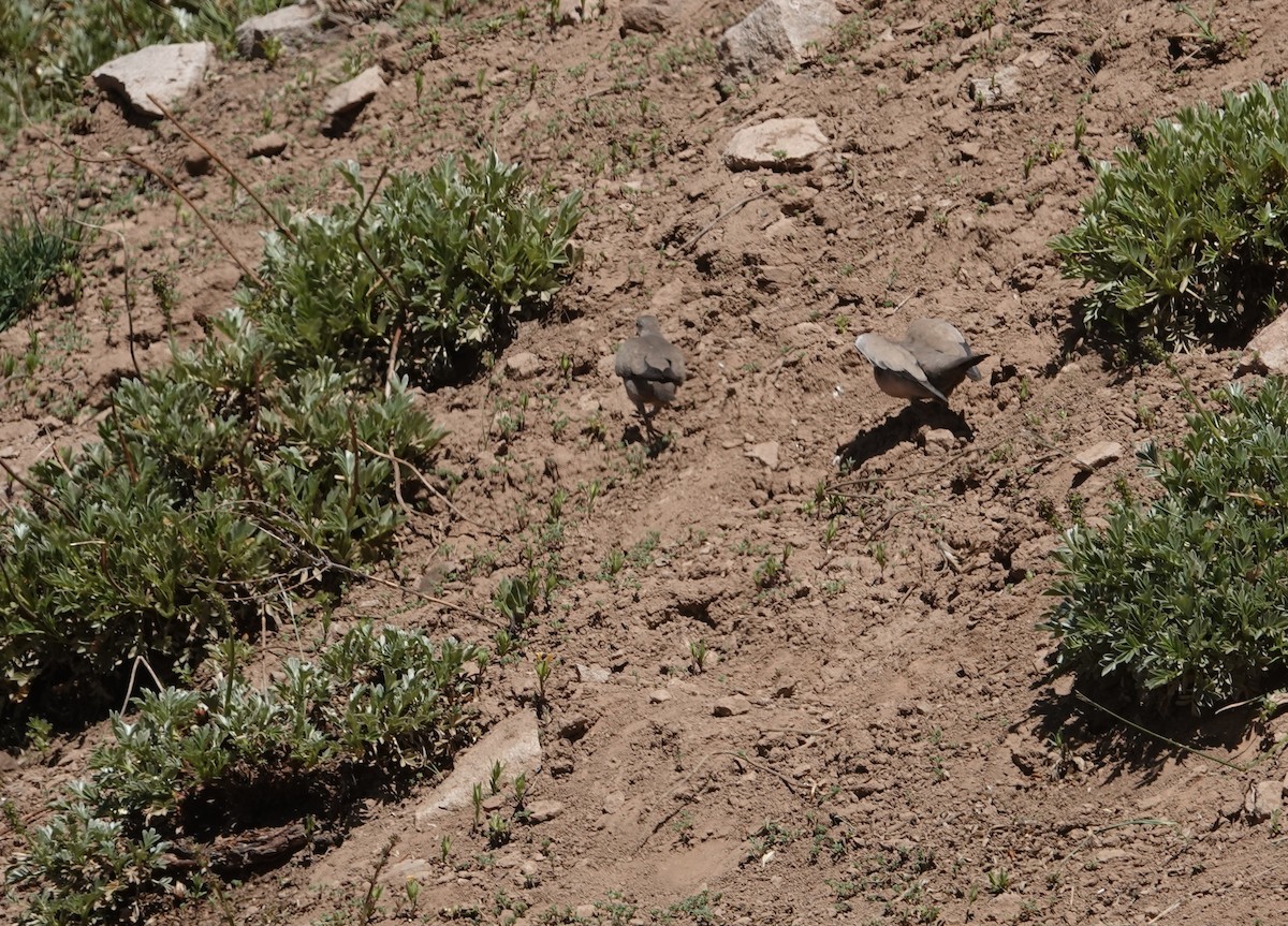 Palomita Alinegra - ML646117997