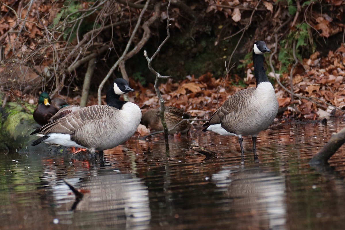Barnacla Canadiense Grande - ML646117998