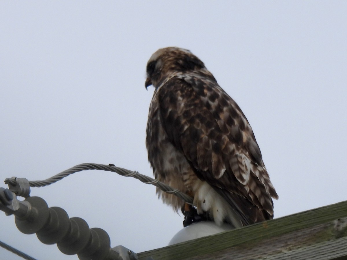 Busardo Calzado - ML646118000