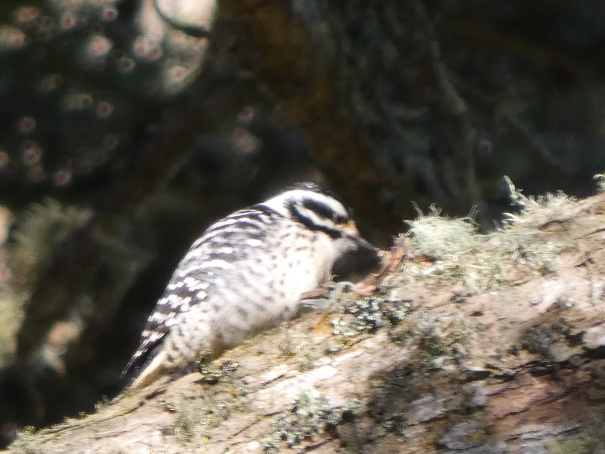 Nuttall's Woodpecker - ML646118010
