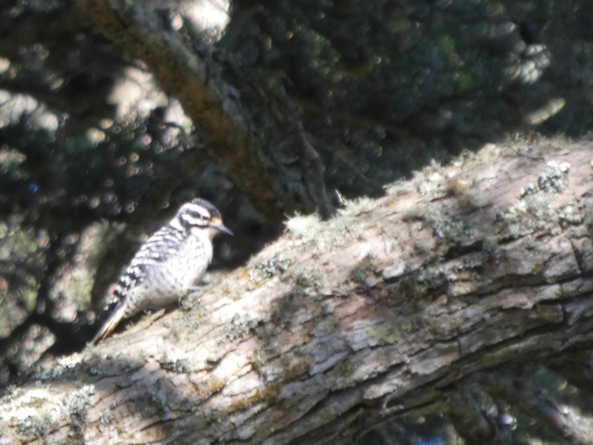 Nuttall's Woodpecker - ML646118011