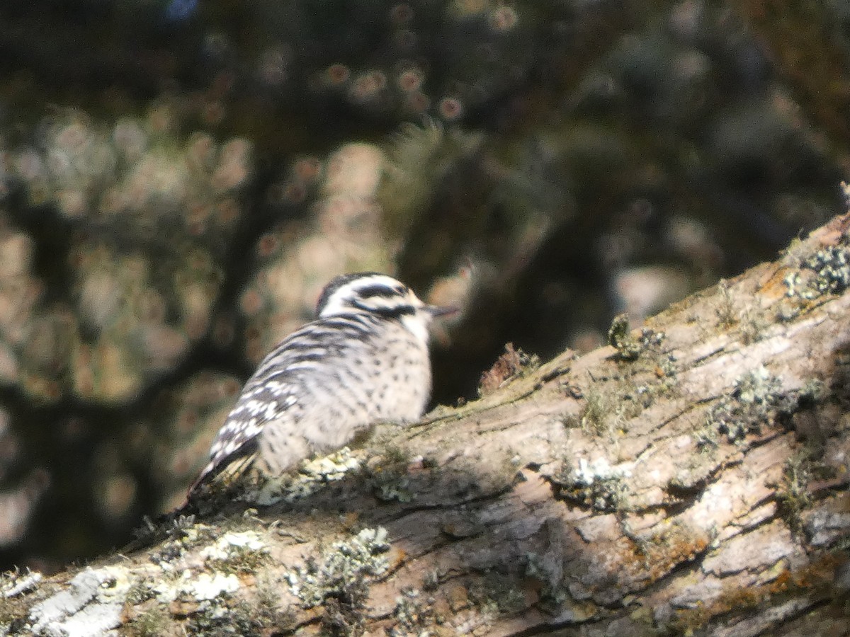 Nuttall's Woodpecker - ML646118013