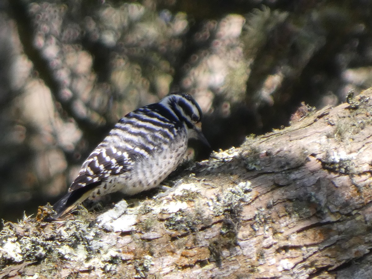 Nuttall's Woodpecker - ML646118014