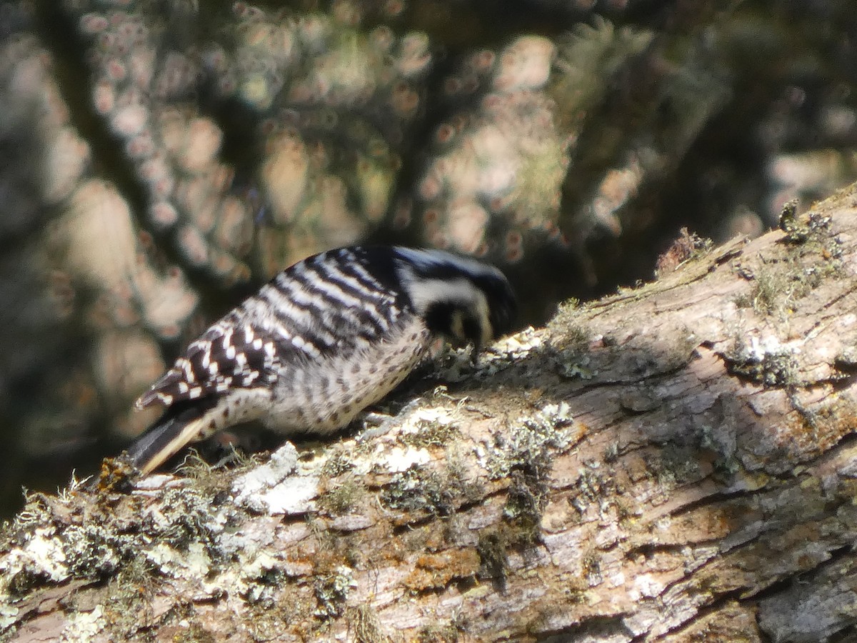 Nuttall's Woodpecker - ML646118015