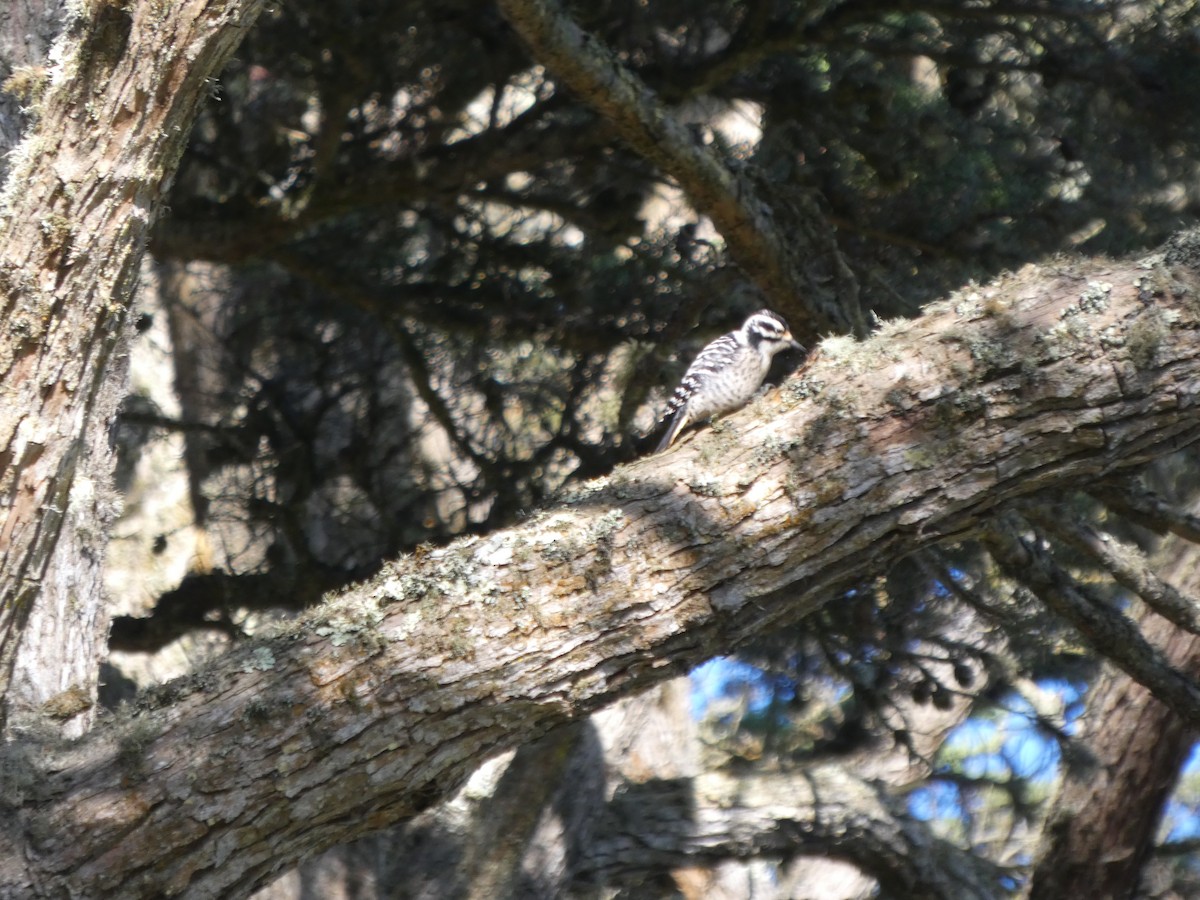 Nuttall's Woodpecker - ML646118019