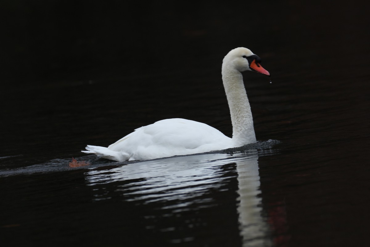 Mute Swan - ML646118020