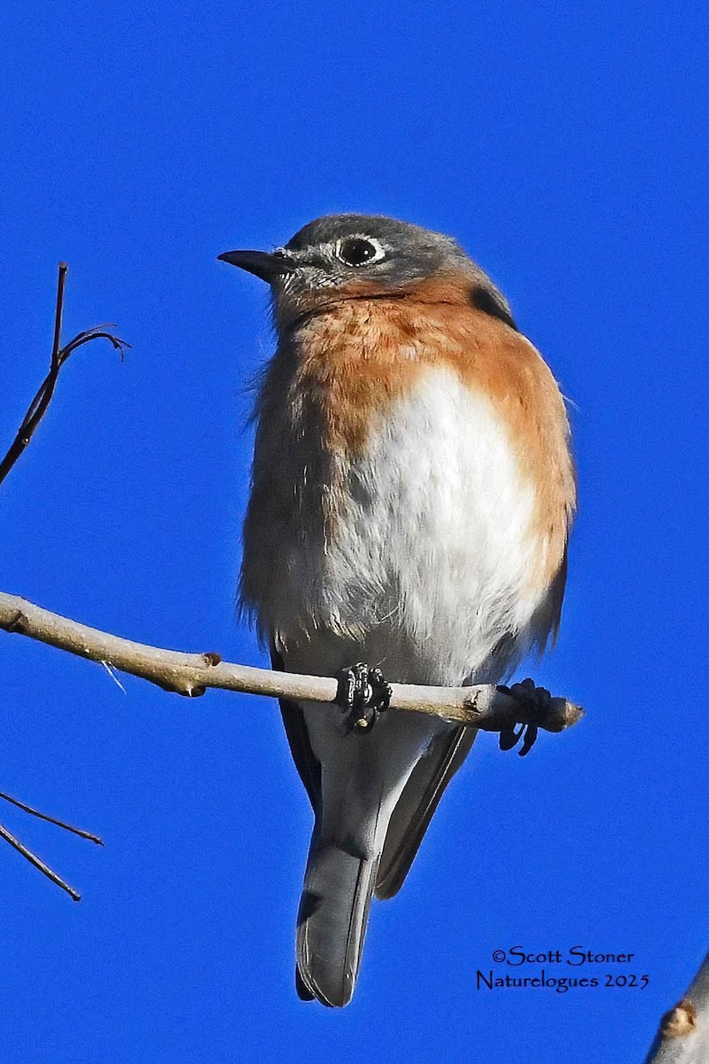 Eastern Bluebird - ML646118025