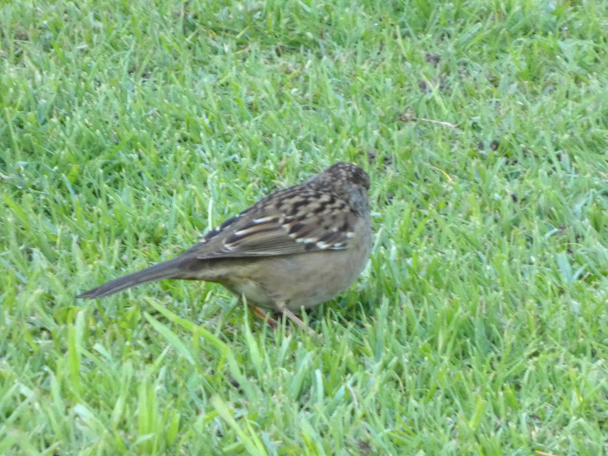 Golden-crowned Sparrow - ML646118026