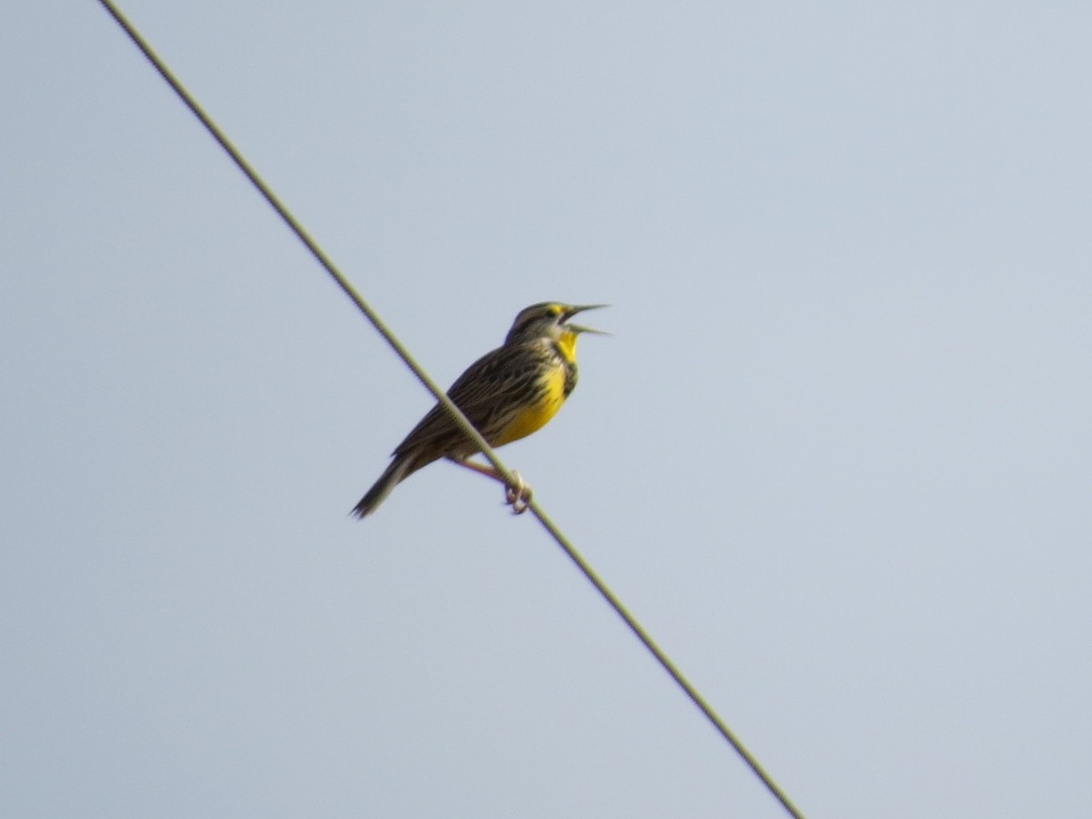 Western Meadowlark - ML646118027