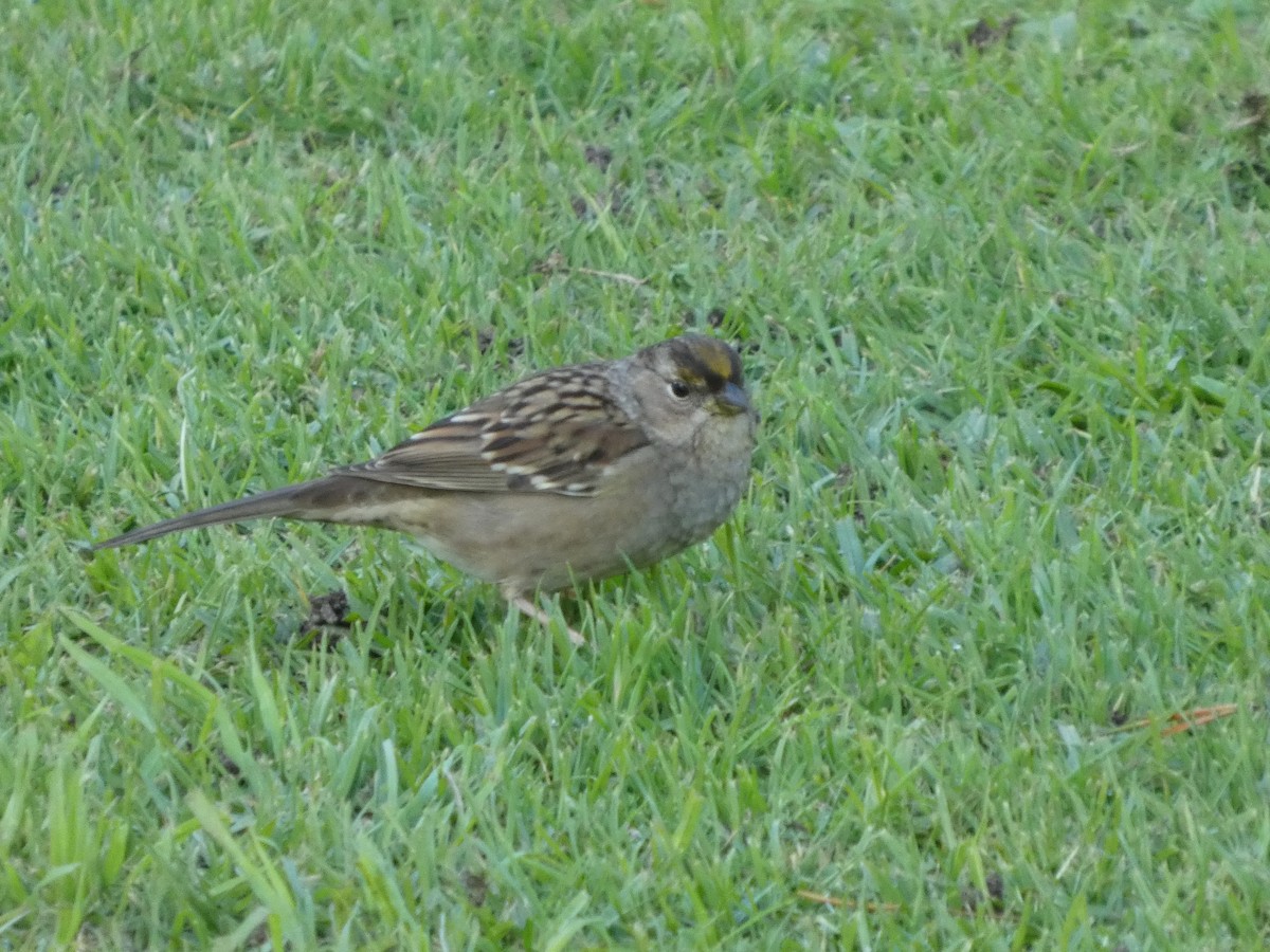 Golden-crowned Sparrow - ML646118038