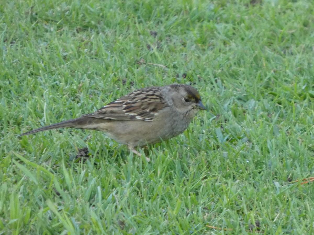 Golden-crowned Sparrow - ML646118039