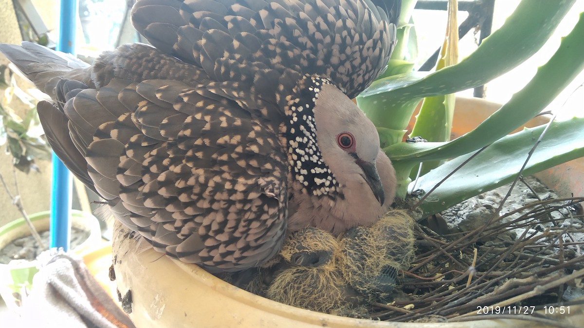 Spotted Dove - ML646118041