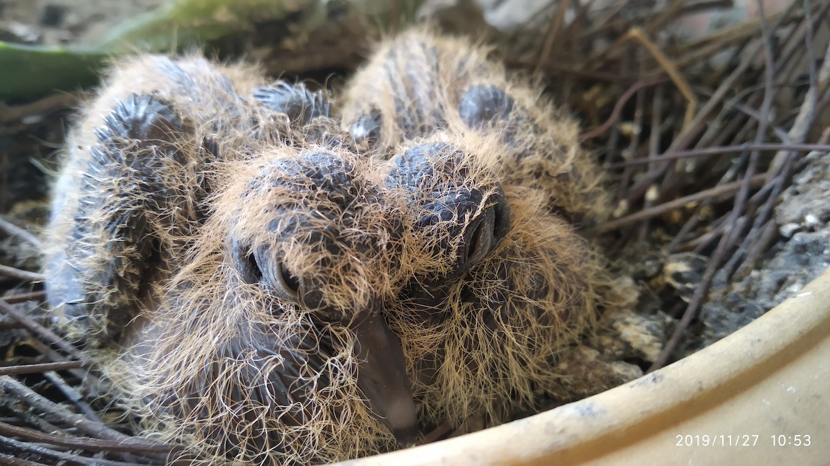 Spotted Dove - ML646118042