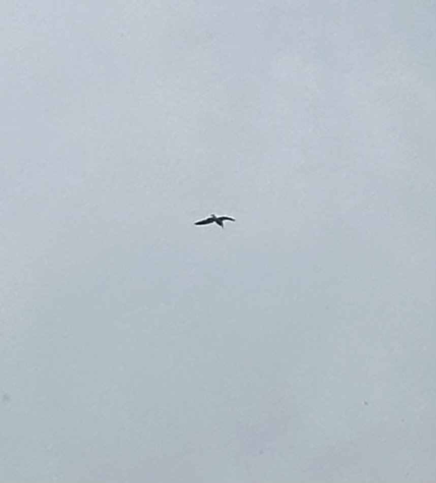 American Herring Gull - ML646118044