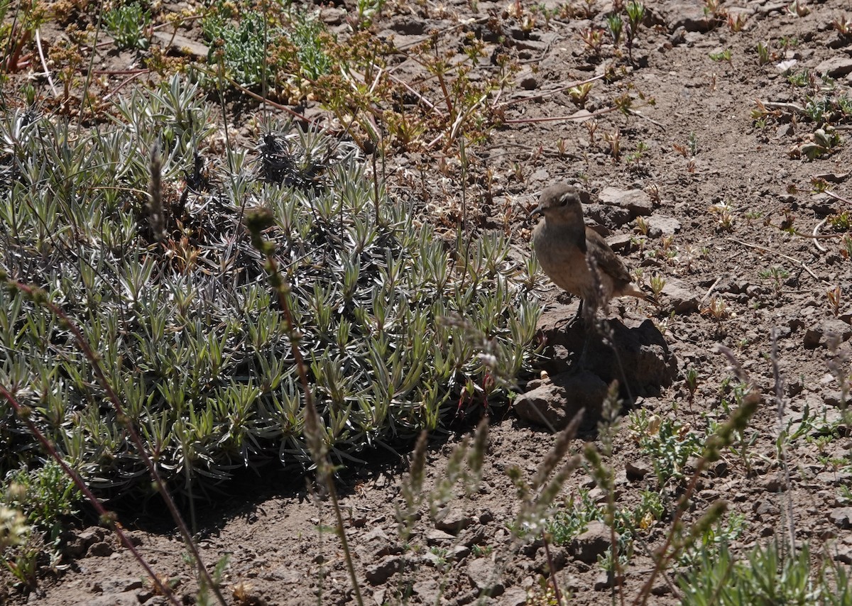 Rufous-banded Miner - ML646118054