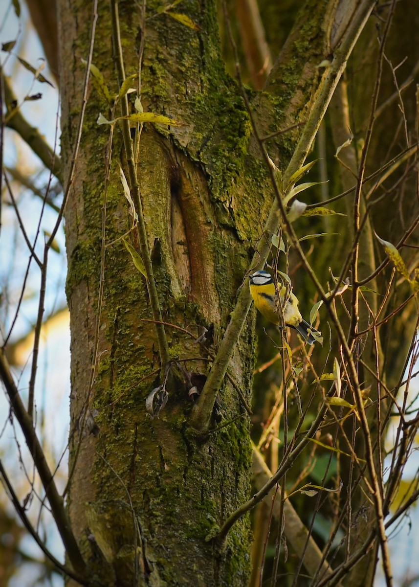 sýkora modřinka - ML646118057