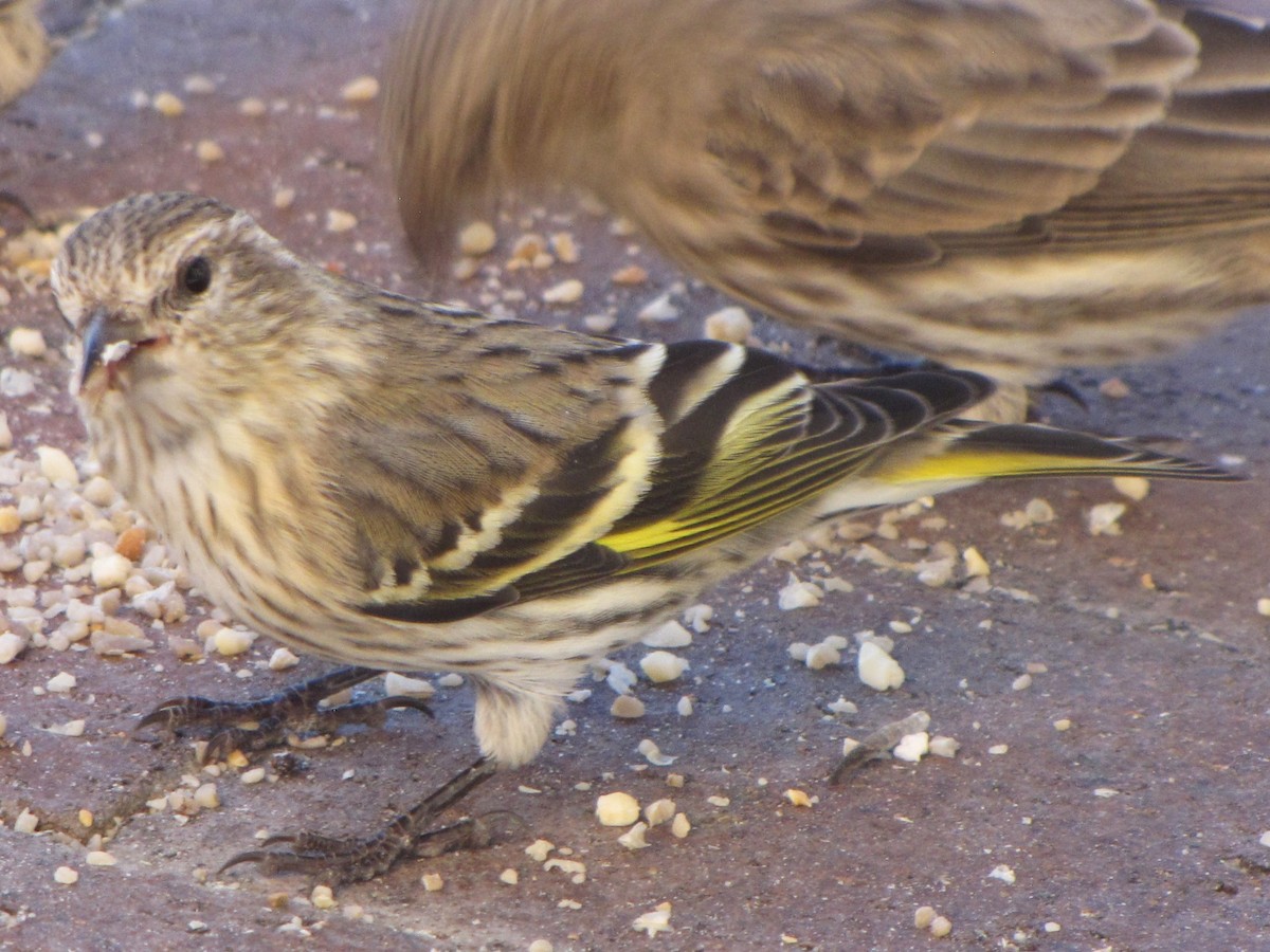 čížek severoamerický - ML646118059