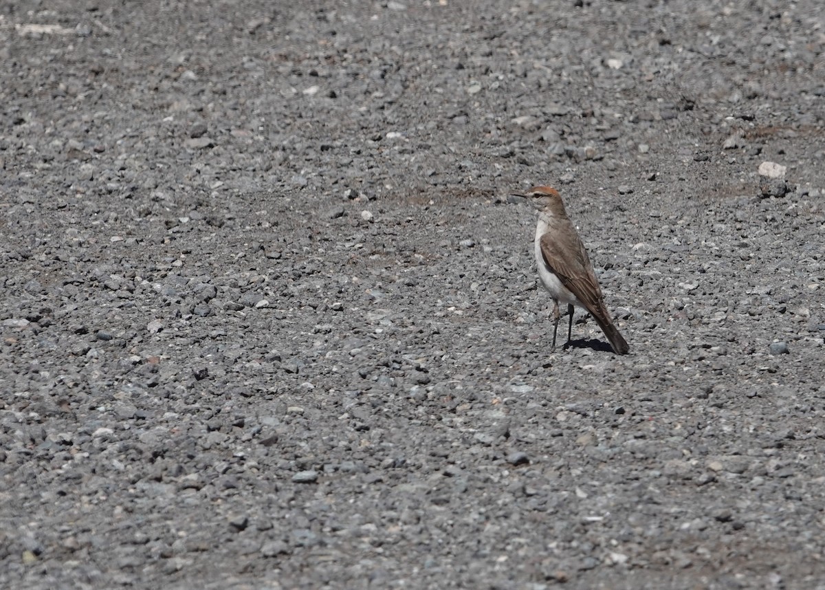White-browed Ground-Tyrant - ML646118060