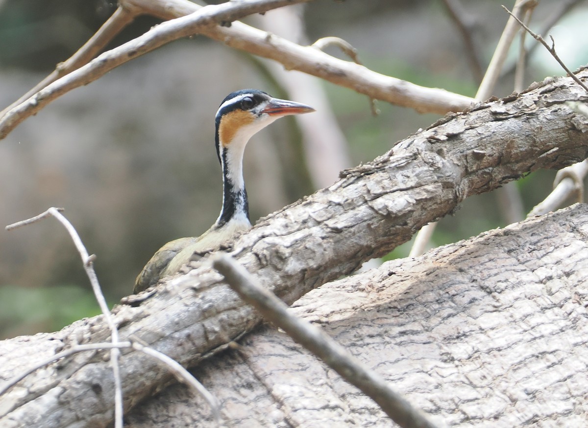 chřástalec malý - ML646118062