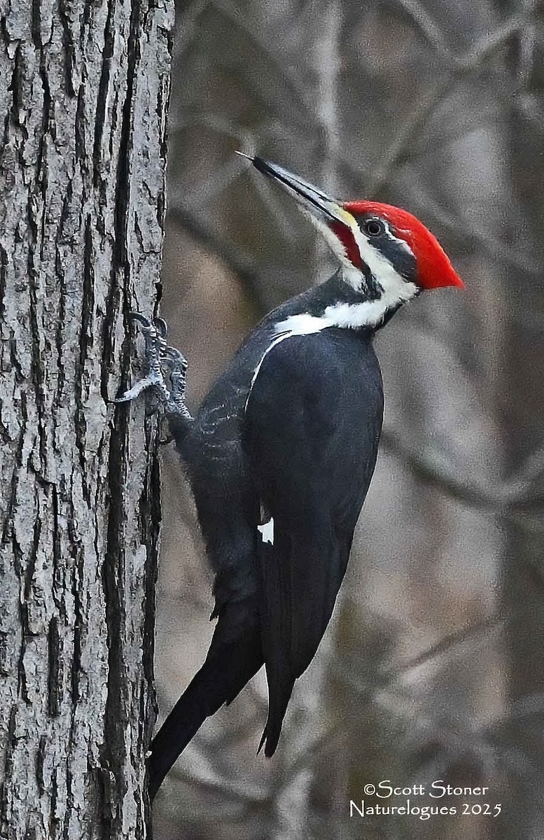 datel chocholatý - ML646118063