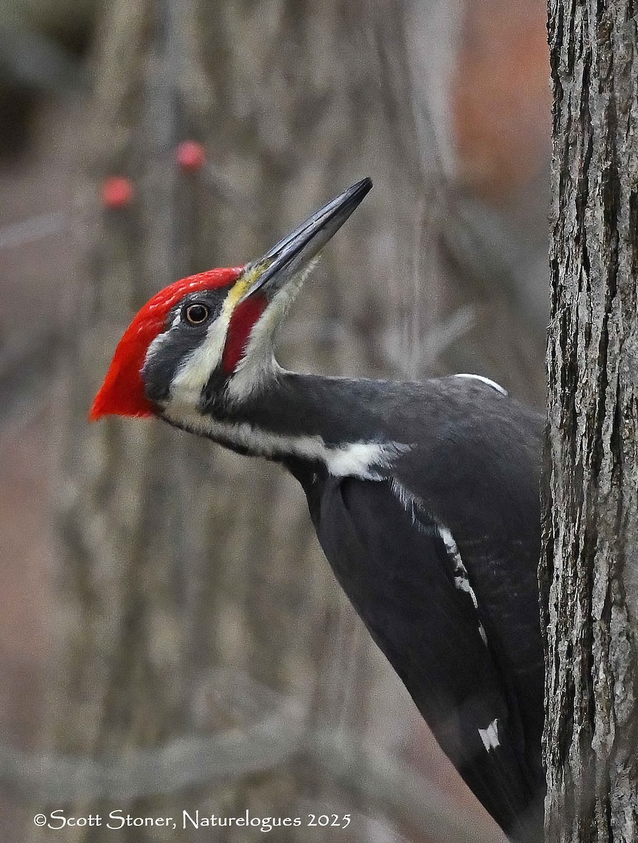 datel chocholatý - ML646118064