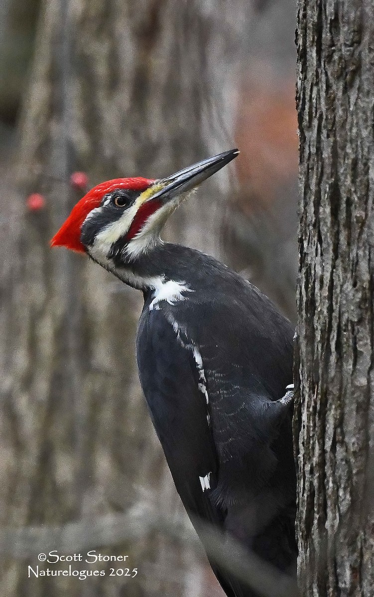 datel chocholatý - ML646118065