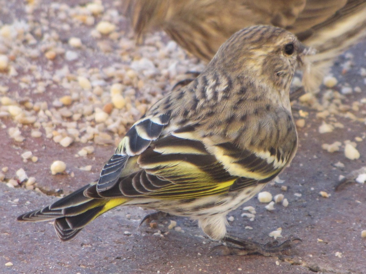 čížek severoamerický - ML646118067