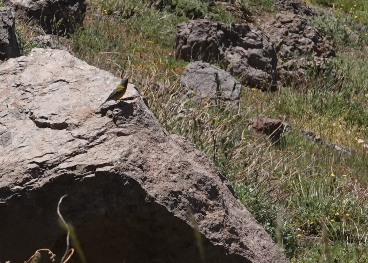 Gray-hooded Sierra Finch - ML646118068