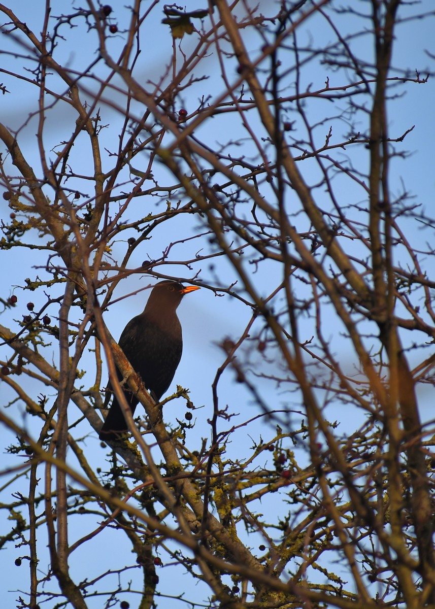 kos černý - ML646118070