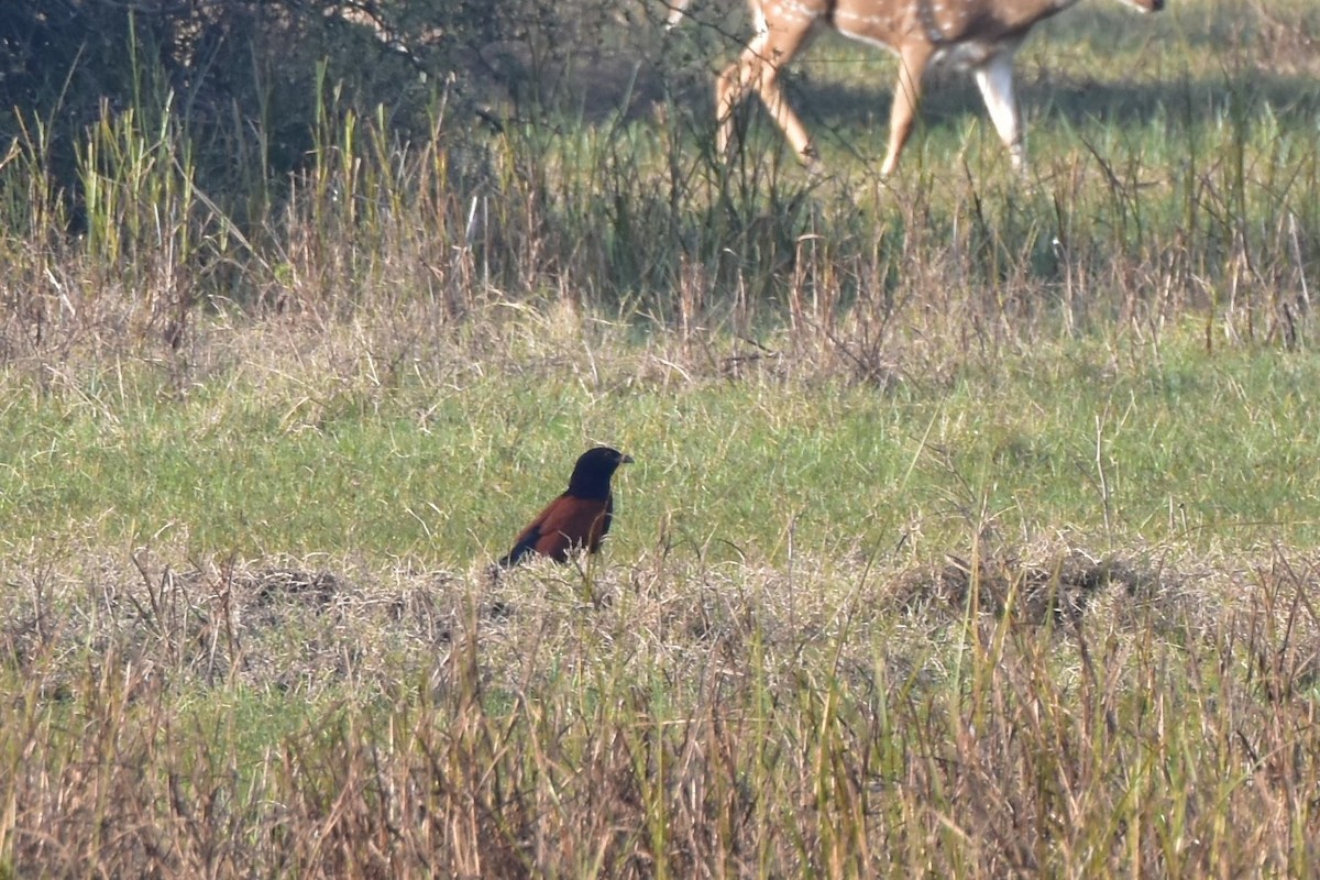 kukačka vraní - ML646118071