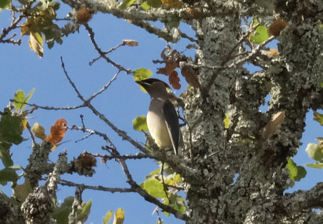 brkoslav americký - ML646118072