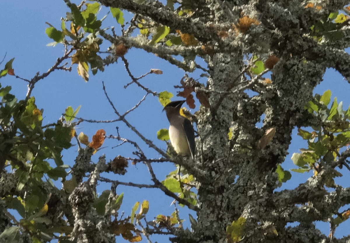 brkoslav americký - ML646118073