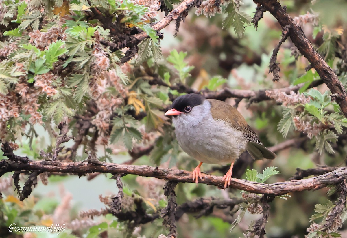 pěnice černočapková - ML646118075