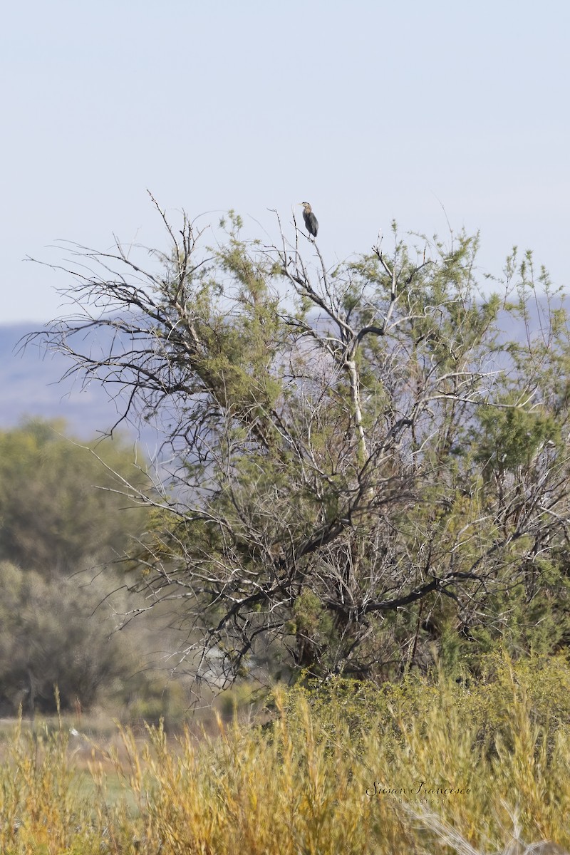 Green Heron - ML646118080