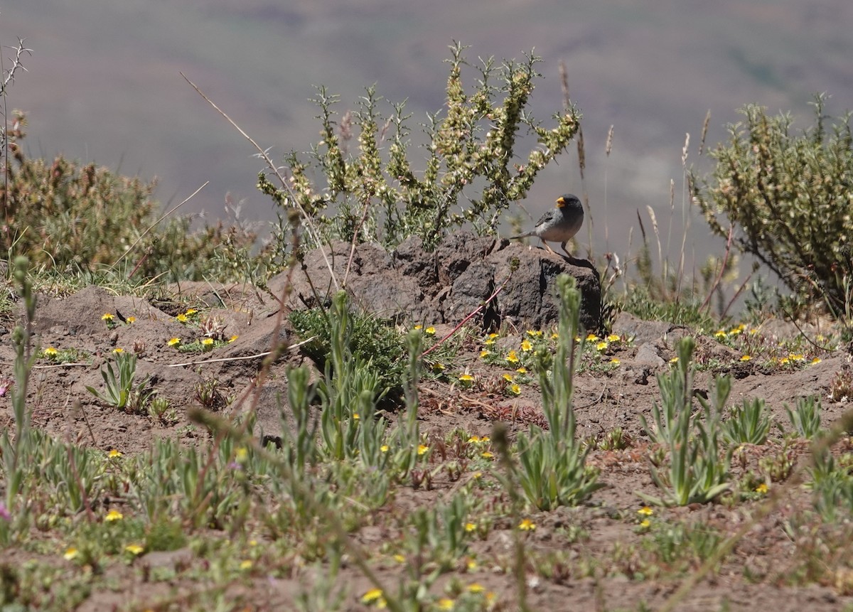 Band-tailed Sierra Finch - ML646118083
