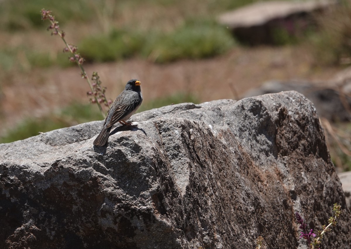 Band-tailed Sierra Finch - ML646118084