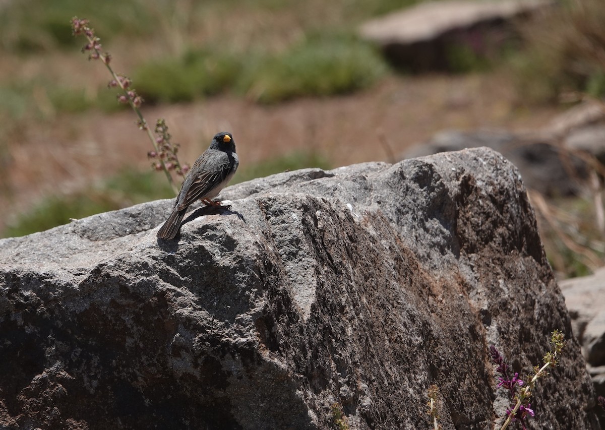 Band-tailed Sierra Finch - ML646118085