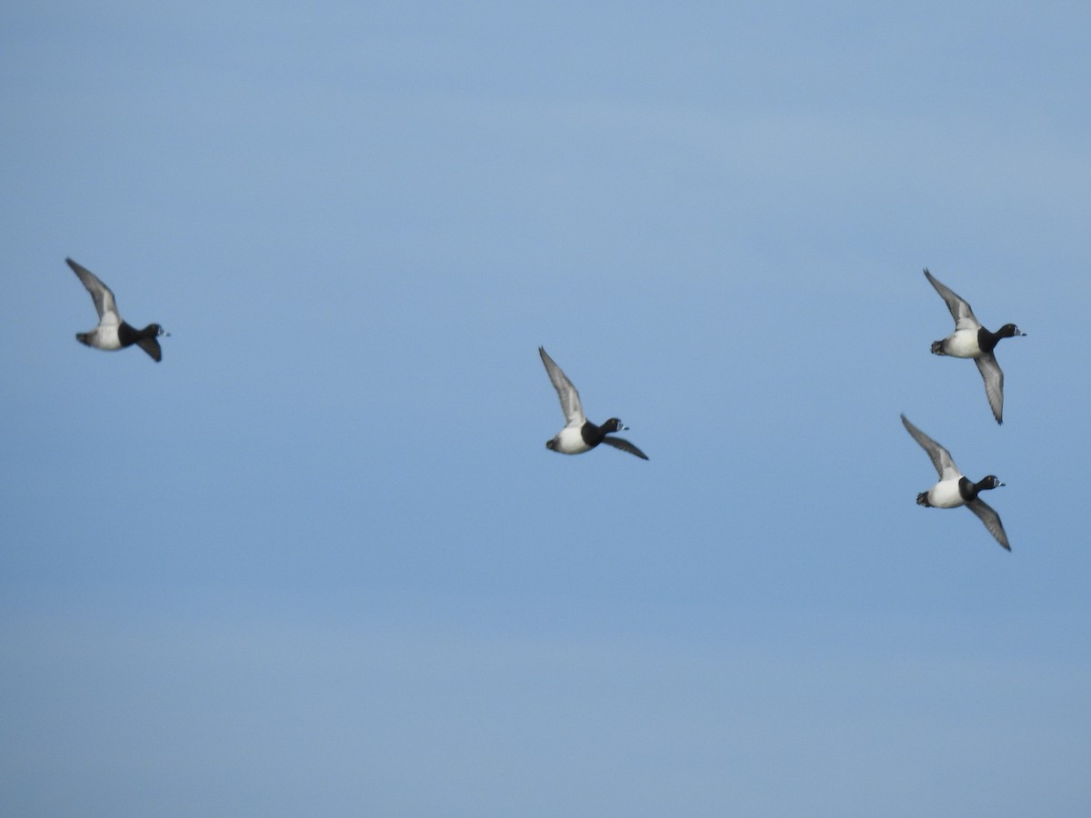 polák proužkozobý - ML646118086