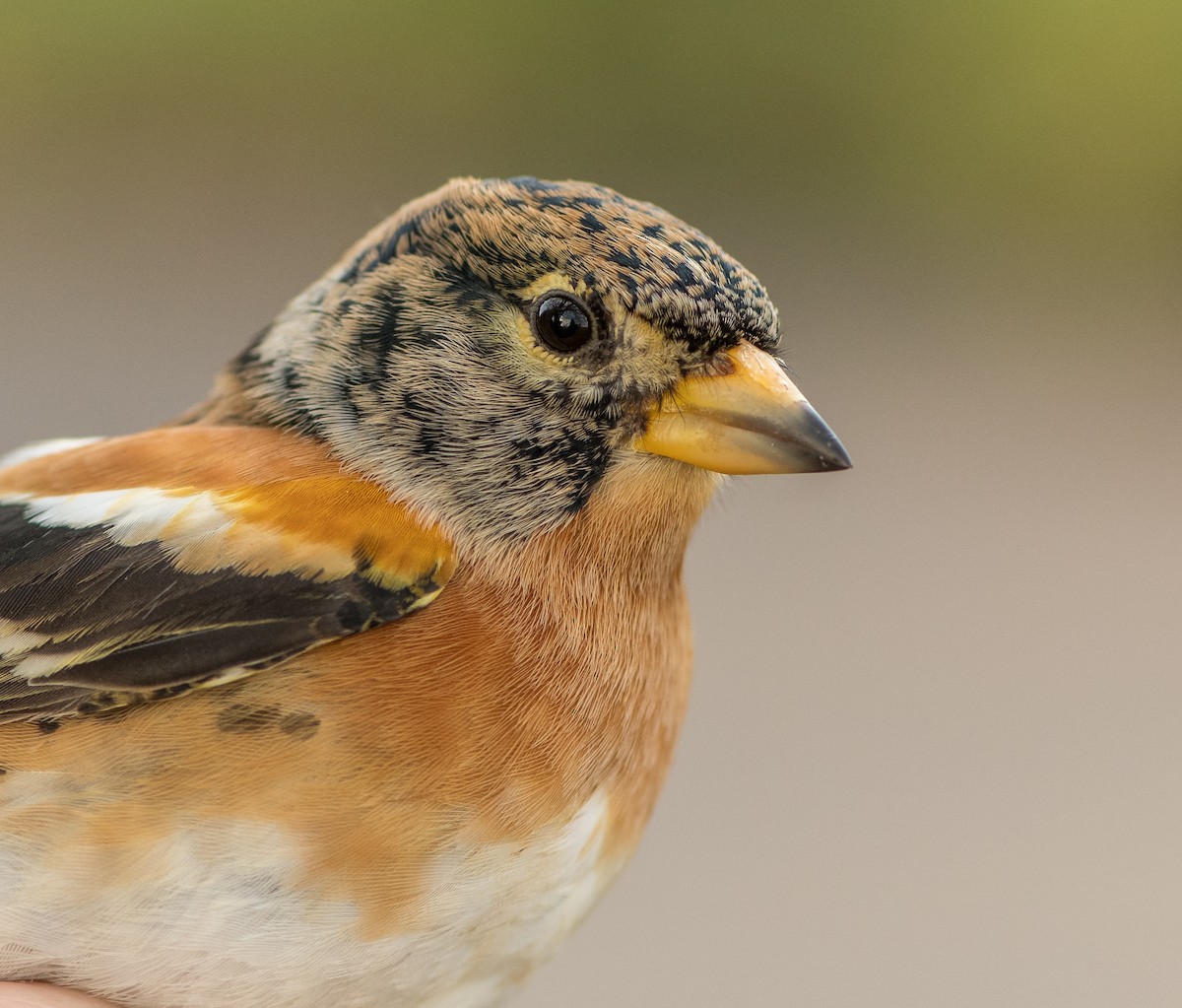 pěnkava jikavec - ML646118087