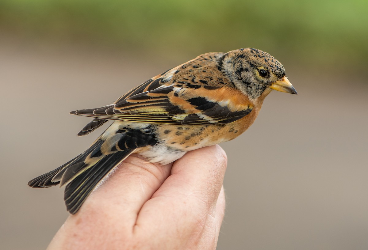 pěnkava jikavec - ML646118089