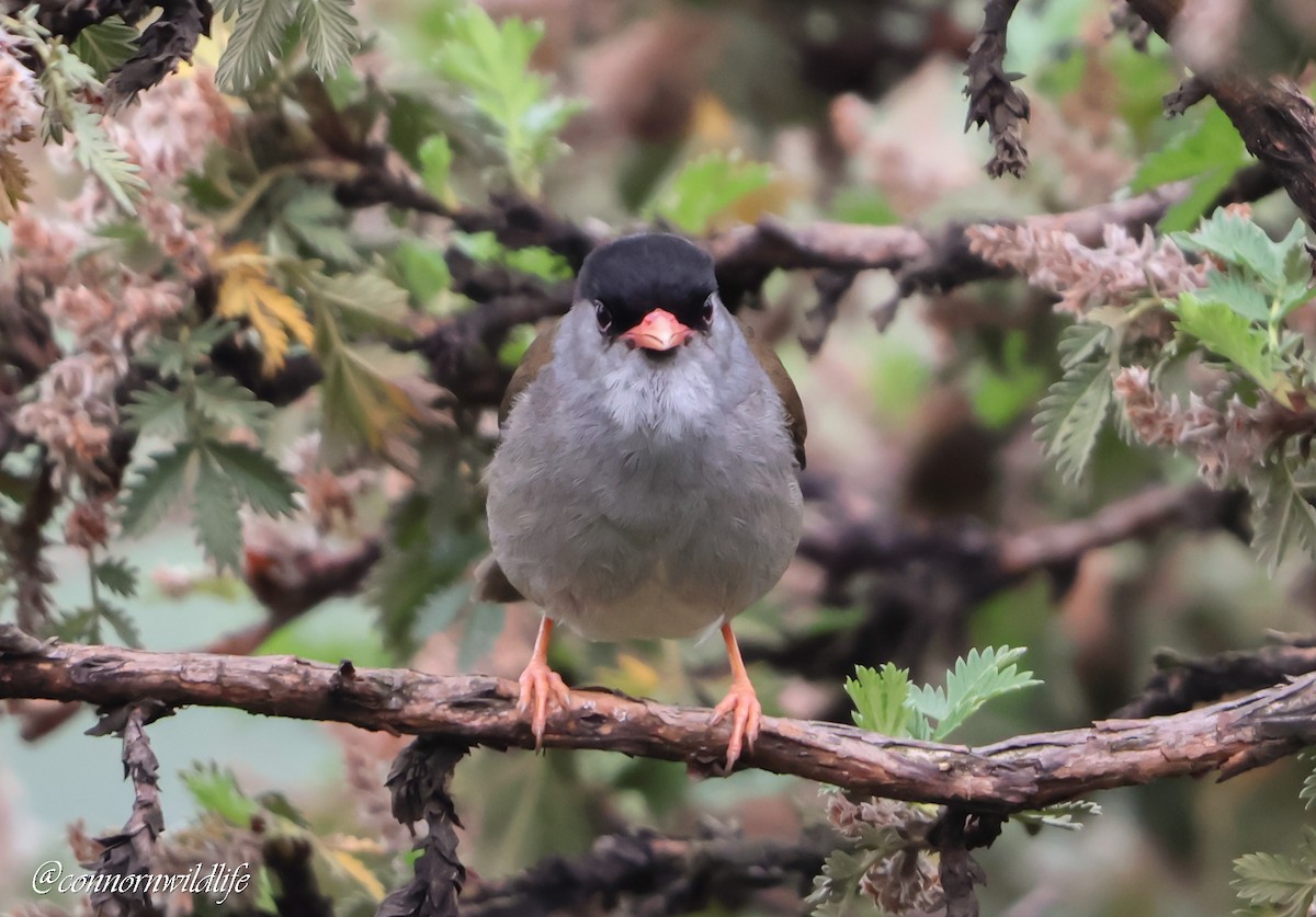 pěnice černočapková - ML646118090