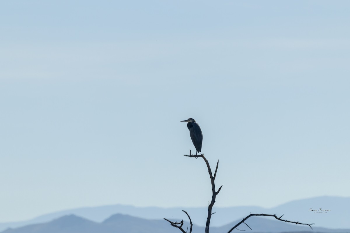 volavka velká - ML646118097