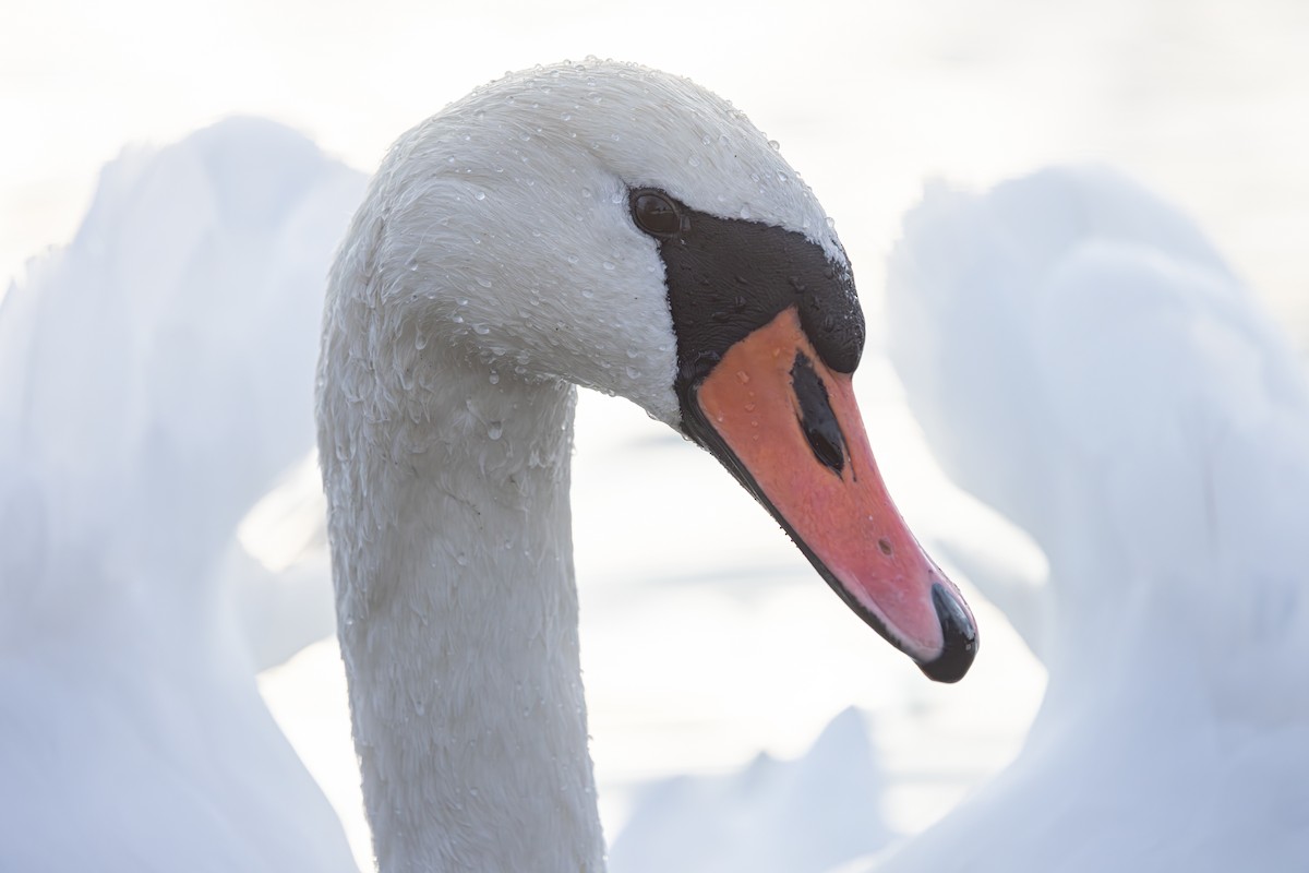 Mute Swan - ML646118102