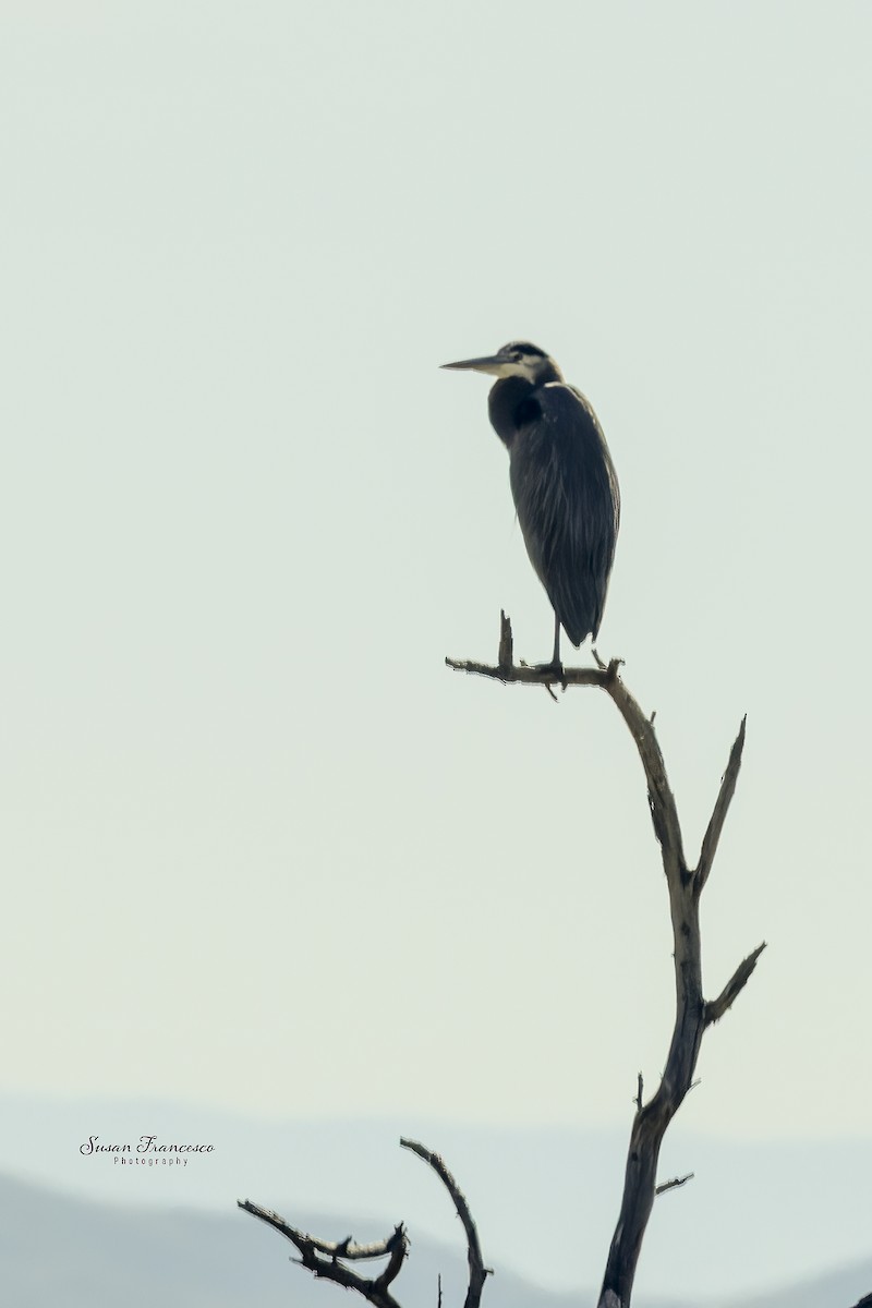 Great Blue Heron - ML646118103