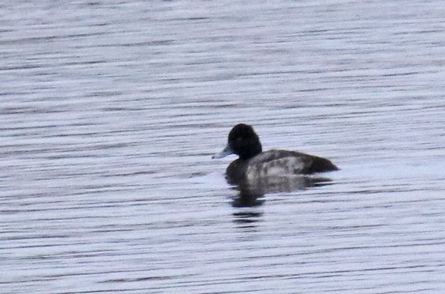 bergand - ML646118114