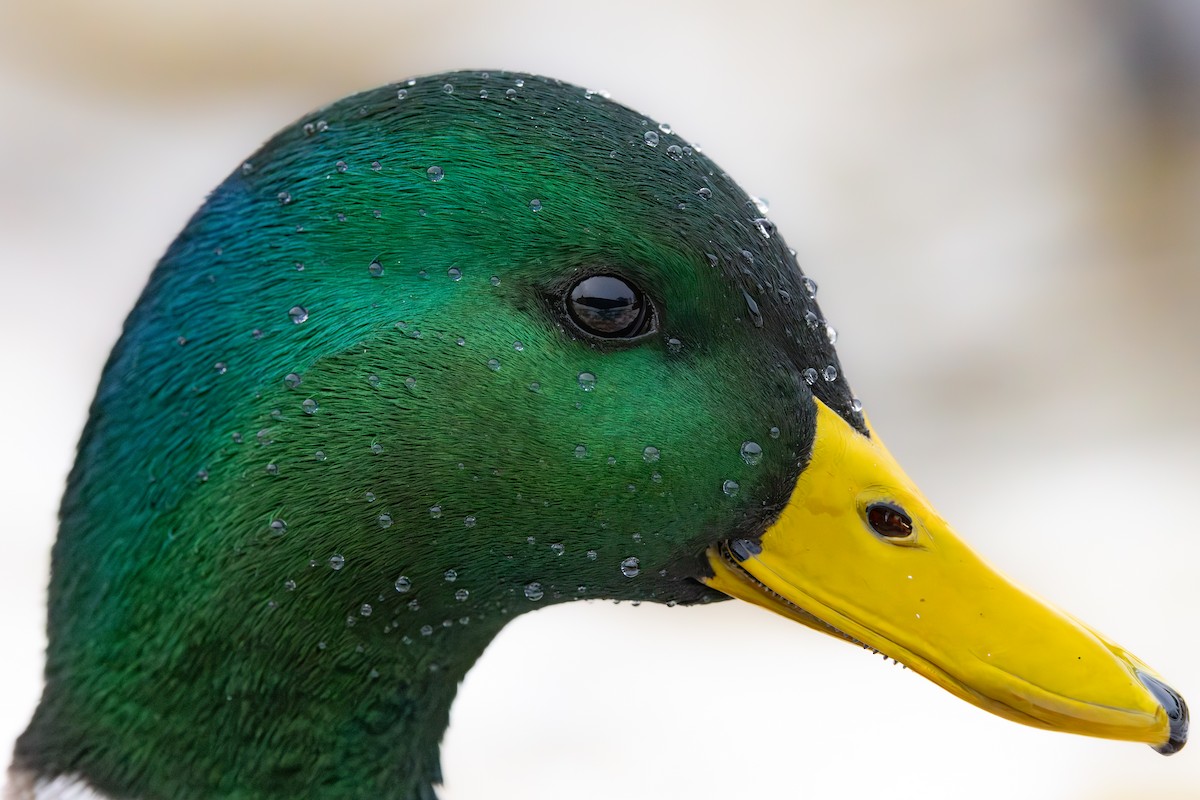 Mallard - ML646118116